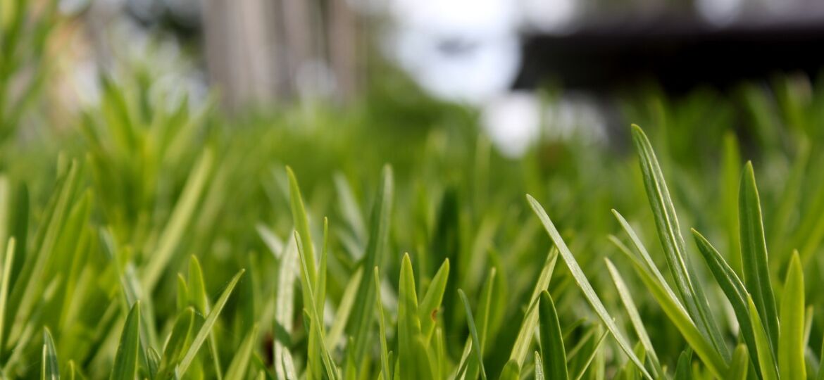 close up of grass weed control Matthews Turf Management Augusta GA