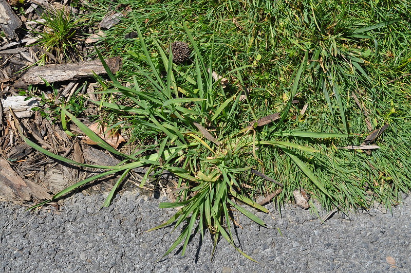 crab grass weed control Matthews Turf Management Augusta GA