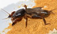 mole-cricket-control